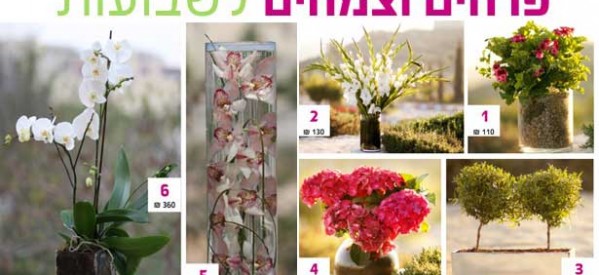 פרחים לשבועות – הזמינו זרים בעיצובים מרהיבים לחג השבועות ועיזרו לילדי זכרון מנחם לפרוח! פרחים לשבועות – הזמינו זרים בעיצובים מרהיבים לחג השבועות ועיזרו לילדי זכרון מנחם לפרוח!